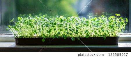 Fresh Microgreens Growing on Windowsill 123505927