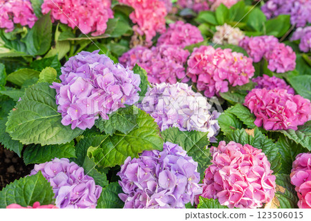 Blooming cultivar bigleaf hydrangea, Hydrangea macrophylla. 123506015