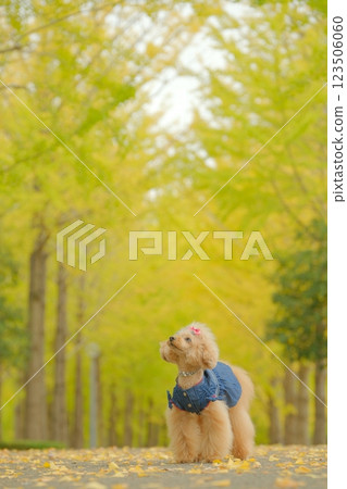 銀杏樹與玩具貴賓犬 銀杏樹與玩具貴賓犬 123506060
