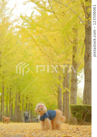 Ginkgo trees and toy poodles 123506061