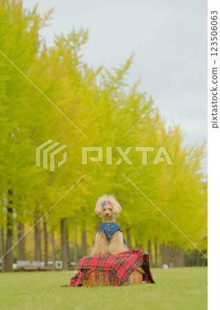 Ginkgo trees and toy poodles Ginkgo trees and toy poodles 123506063