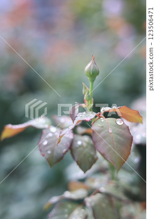 Winter rose buds and petals Winter rose buds and petals 123506471