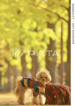 一隻玩具貴賓犬在銀杏樹旁漫步 123506606