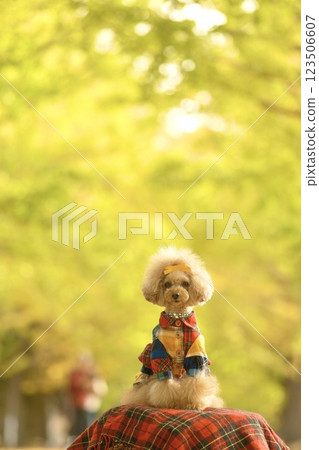 A toy poodle strolling along the ginkgo tree line A toy poodle strolling along the ginkgo tree line 123506607