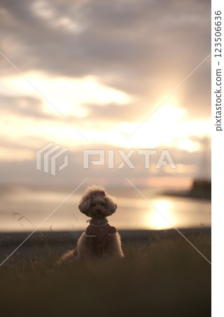 A toy poodle walking with the sunset in the background 123506636