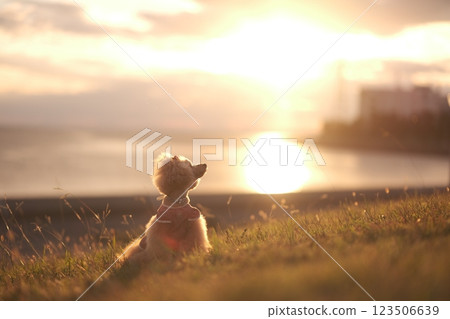 A toy poodle walking with the sunset in the background A toy poodle walking with the sunset in the background 123506639