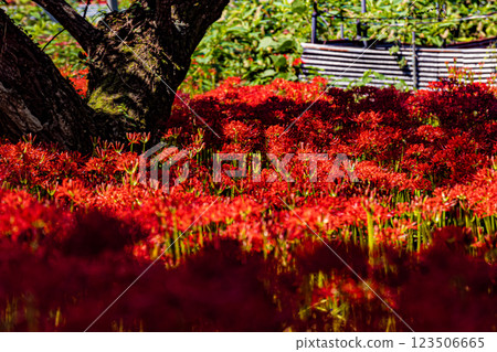島根、吉卡、彼岸花村 123506665