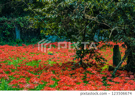 島根、吉卡、彼岸花村 123506674