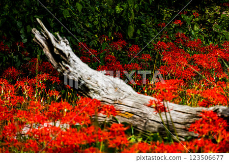 Shimane, Yoshiga, Higanbana Village Shimane, Yoshiga, Higanbana Village 123506677