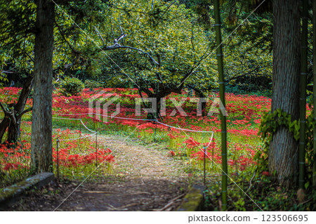 島根、吉卡、彼岸花村 島根、吉卡、彼岸花村 123506695
