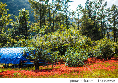 島根、吉卡、彼岸花村 島根、吉卡、彼岸花村 123506696