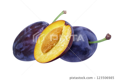 修剪插圖逼真 修剪插圖逼真 123506985