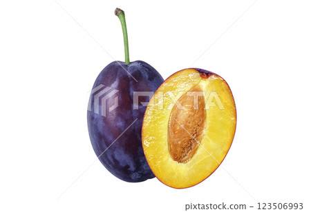 Prune illustration realistic Prune illustration realistic 123506993