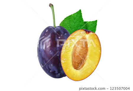Prune illustration realistic Prune illustration realistic 123507004