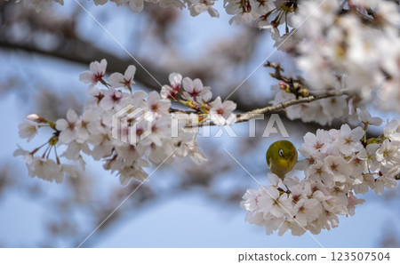 Beautiful cherry blossoms and a Japanese white-eye Beautiful cherry blossoms and a Japanese white-eye 123507504