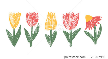 Tulip flowers crayon drawn set. Spring crocus plants doodle. Summer floral kids elements. Chalk or pastel style childish shape. Vector naive pencil illustration isolated on white background. 123507998
