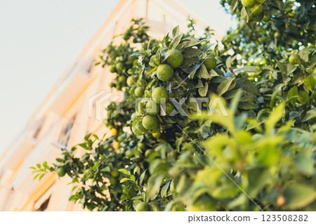 Green mandarins grow on tree. Unripe citrus mandarin on green branch. Tropical nature background. Selective focus. Tangerine sunny garden with green leaves and fruits. 123508282