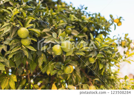 Green mandarins grow on tree. Unripe citrus mandarin on green branch. Tropical nature background. Selective focus. Tangerine sunny garden with green leaves and fruits. Green mandarins grow on tree. Unripe citrus mandarin on green branch. Tropical nature background. Selective focus. Tangerine sunny garden with green leaves and fruits. 123508284