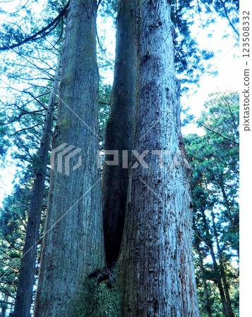 [山神社] 茨城縣日立市大岩神社和三本木杉（2019年） 123508332