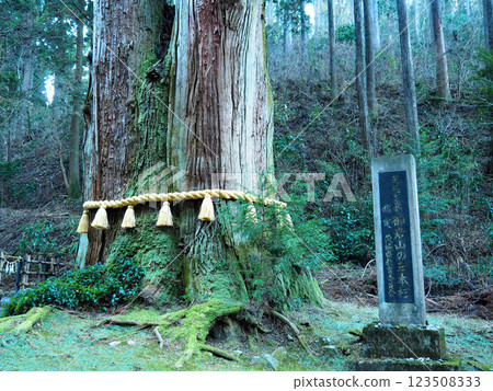 [Mountain Shrine] Oiwa Shrine and Sanbongisugi, Hitachi City, Ibaraki Prefecture (2019) 123508333