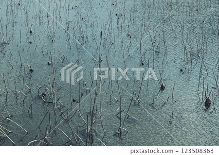 Withered lotus pond in winter Withered lotus pond in winter 123508363