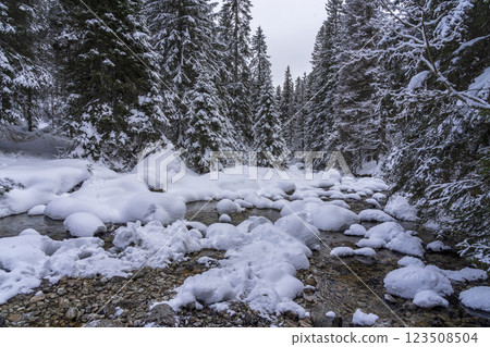 Mountain stream in winter. High Tatras. Slovakia. 123508504