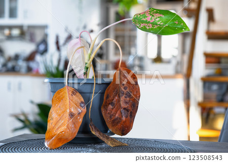 Problems in cultivation on sheet of aglaonema - leaves affected by black rot, overflow of plant, rotting of roots 123508543