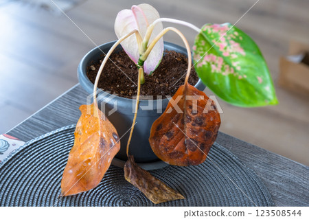 Problems in cultivation on sheet of aglaonema - leaves affected by black rot, overflow of plant, rotting of roots 123508544