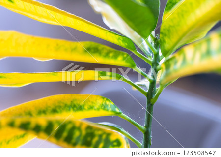 Leaves home plant affected by a spider mite parasite, small insects, Problems in the cultivation of domestic plants. Plant treatment and pest and fungus control 123508547