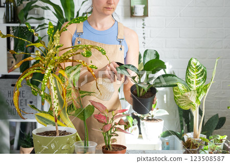 Woman florist sprays from a spray gun home plants aglaonema, liquid fertilizer, pest control. Home plant growing, green house, water balance, humidification 123508587