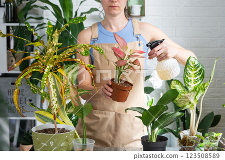 Woman florist sprays from a spray gun home plants aglaonema, liquid fertilizer, pest control. Home plant growing, green house, water balance, humidification 123508589