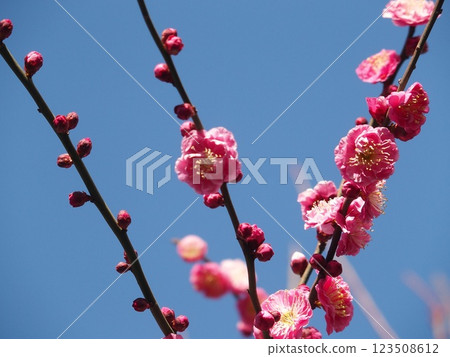 紅梅在藍天映襯下熠熠生輝 123508612