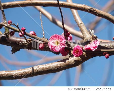 在藍天的李子開花 123508663
