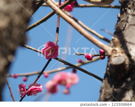 梅花告訴春天的到來 123508664