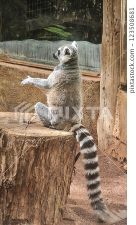 Grey lemur is relaxing on wood stump Grey lemur is relaxing on wood stump 123508681