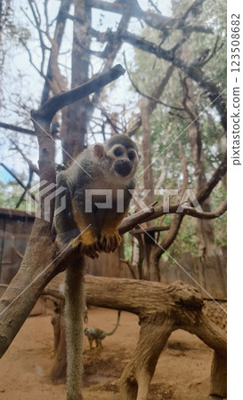 Grey small monkey is sitting on the tree Grey small monkey is sitting on the tree 123508682