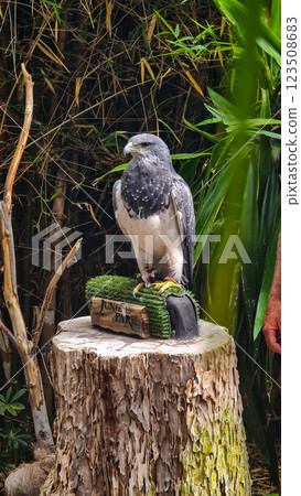 Beautiful eagle is sitting on wood stump Beautiful eagle is sitting on wood stump 123508683