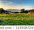 Alpine meadow with cows at sunset 123508724