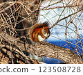 Little squirrel in the winter forest 123508728
