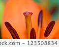Orange lily flower in summer Bright orange lily flowers Orange lily flower 123508834