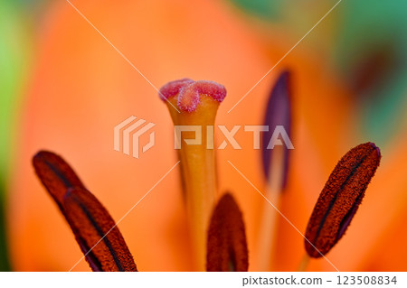 Orange lily flower in summer Bright orange lily flowers Orange lily flower 123508834