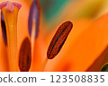 Orange lily flower in summer Bright orange lily flowers Orange lily flower 123508835