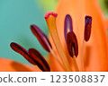 Orange lily flower in summer Bright orange lily flowers Orange lily flower 123508837