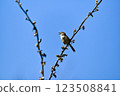 Close up picture of graceful prinia. Beautiful picture of graceful prinia. 123508841