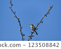 Close up picture of graceful prinia. Beautiful picture of graceful prinia. 123508842