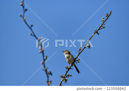 Close up picture of graceful prinia. Beautiful picture of graceful prinia. 123508842