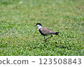 Large bird feeding in its natural environment. 123508843