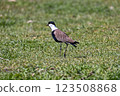 Large bird feeding in its natural environment. 123508868