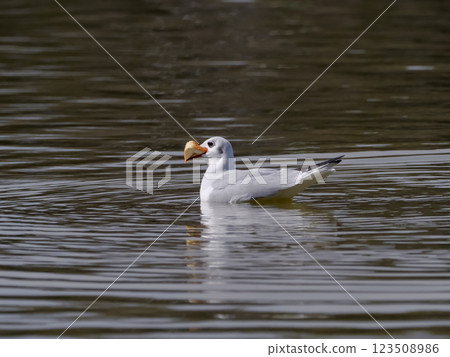 Uricamome Uricamome 123508986