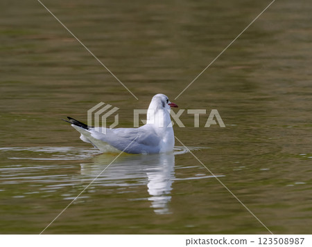 Uricamome Uricamome 123508987